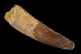 Spinosaurus Tooth - Partial Root #169578-1